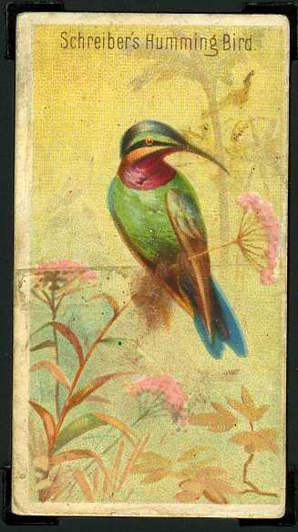 36 Schreiber's Humming Bird
